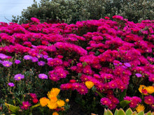 Load image into Gallery viewer, Tophat