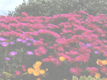 Load image into Gallery viewer, Copy of Asdfg