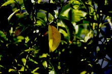 Load image into Gallery viewer, Product